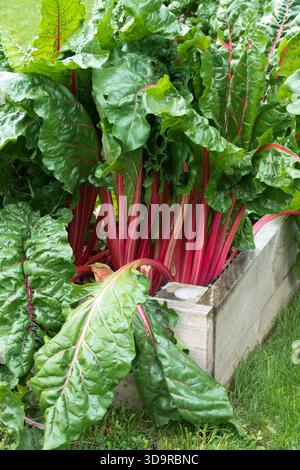 Tiges rouges de bette suisse poussant dans un lit surélevé, partie d'un potager Banque D'Images