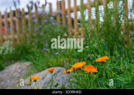 Vif calendula sauvage fleurit à côté d'une clôture en bois entourée d'herbe verte luxuriante et d'autres charmantes fleurs des champs créant une campagne paisible a Banque D'Images