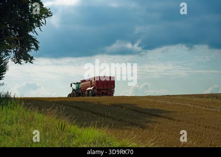 Une moissonneuse-batteuse équipée d'un tracteur et d'une remorque traverse un champ de blé doré sous un ciel pâle avec des nuages recueillant le grain récolté pendant le wa Banque D'Images