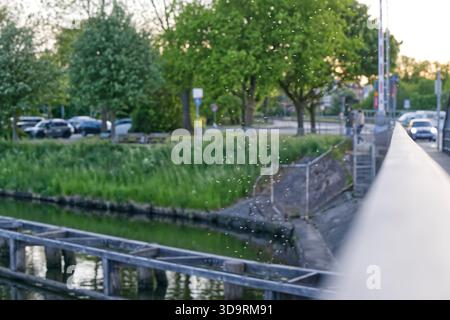 Des graines de pissenlit légères flottent dans les airs, dérivant d'un pont où les voitures roulent et les piétons marchent. Les peluches délicates se déplacent doucement au chaud Banque D'Images