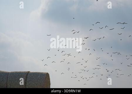 La caméra regarde vers le haut des balles de foin empilées tandis qu'un troupeau d'oiseaux noirs passe devant. Ciel bleu et nuages blancs encadrent la scène, le contraste Banque D'Images