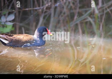 Moorhen commun (Gallinula chloropus) nageant dans des eaux peu profondes ensoleillées près de roseaux au quai Dapdune sur la rivière Wey navigation à Guildford, Surrey Banque D'Images