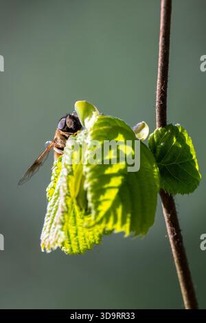 Mouche de drone conique (Eristalis pertinax) reposant sur des feuilles de printemps fraîches au quai de Dapdune sur la rivière Wey navigation à Guildford, Surrey, Angleterre Banque D'Images