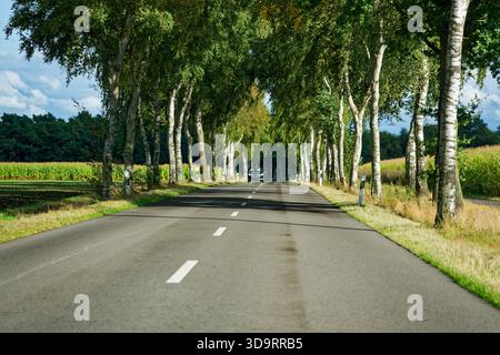 Une route droite flanquée de bouleaux argentés mène devant tandis qu'une voiture noire approche de la distance. Les troncs pâles et le feuillage léger encadrent la scen Banque D'Images