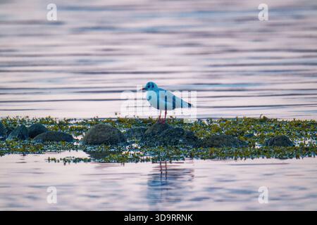 Une petite mouette repose sur des rochers couverts d'algues près de la rive avec sa tête cachée près pendant qu'elle repose. Les algues s'accrochent aux pierres et à l'eau calme ma Banque D'Images
