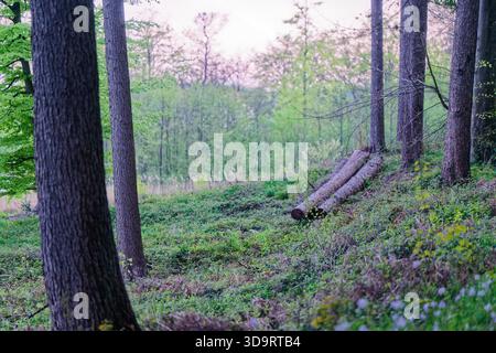 Dans une forêt verdoyante plusieurs pins ont été coupés, les troncs reposent sur l'herbe en une ligne rugueuse, le bois pâle montre aux extrémités, les branches dispersent les aiguilles arou Banque D'Images