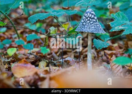 Une longue tige pâle soulève une casquette sombre parsemée de taches blanches comme un avertissement, le look frappant rappelle une amanita toxique et le meilleur choix dans le domaine Banque D'Images