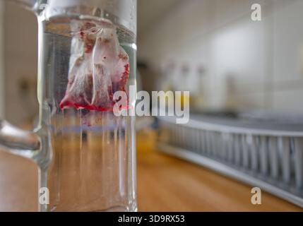 Gros plan d'un sachet de thé trempé dans un verre d'eau claire, avec un fond de cuisine flou. Le sachet de thé libère des teintes rouges dans l'eau, Creat Banque D'Images