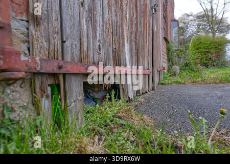 Une vue rapprochée d'une clôture en bois altérée avec un loquet en métal rouillé, montrant des lacunes au fond où l'herbe et les mauvaises herbes poussent. La scène est définie i. Banque D'Images
