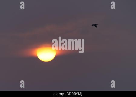 Un coucher de soleil serein avec un soleil lumineux partiellement obscurci par des nuages, accompagné d'une silhouette d'oiseau volant au premier plan. Banque D'Images