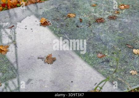 Une vue rapprochée d'une surface humide avec des feuilles tombées et une texture moussue. L'image capture le contraste entre les zones lisses et texturées, showca Banque D'Images