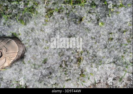 Vue rapprochée d'une zone herbeuse couverte de peluches blanches, peut-être provenant de cotonniers, avec une chaussure partiellement visible sur le côté gauche. Banque D'Images