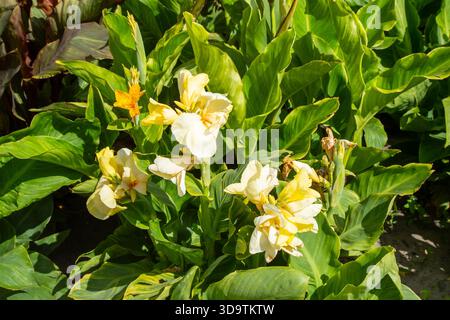 Plante Canna Lily avec des fleurs de bourgeon de pétale jaune dans le jardin Banque D'Images