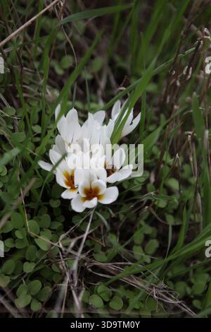 Abeille demeure sur le pollen d'une des fleurs de safran d'hiver, Crocus Hyemalis. Une fleur sauvage des Iridaceae vue dans la forêt de Jérusalem. Banque D'Images