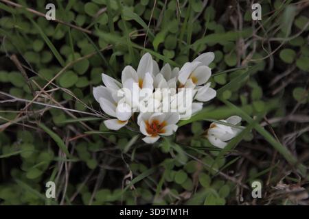 Bouquet de fleurs de safran d'hiver, Crocus Hyemalis. Une fleur sauvage des Iridaceae vue dans la forêt de Jérusalem. Banque D'Images