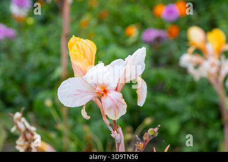 Canna Yellow King Humbert. Cannas fleur orange bourgeon fleurs d'été de près poussent dans le jardin Banque D'Images