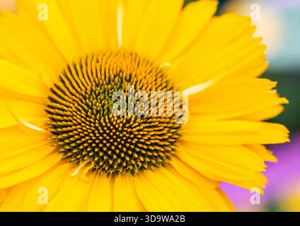 Gros plan d'une belle fleur d'échinacée. Banque D'Images