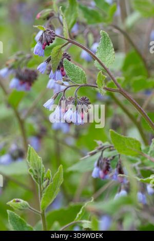 Symphytum caucasicum, le beinwell, consoude bleue, grappes de fleurs bleues tubulaires Banque D'Images