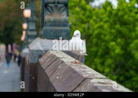 Une mouette blanche focalisée se dresse sur un vieux mur de pont en pierre avec un feuillage vert et des éléments urbains flous en arrière-plan. Banque D'Images