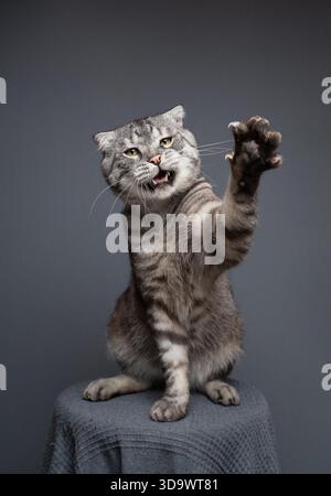 chat plié écossais argenté tabby avec patte relevée et bouche ouverte regardant sauvage et agressivement, studio tourné sur fond arrière Banque D'Images