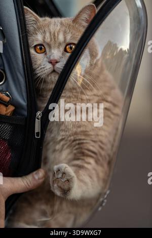 Un chat britannique est à l'intérieur d'un transporteur clair regardant avec curiosité. Le propriétaire détient le transporteur pendant ses déplacements. C'est une journée ensoleillée dans une zone urbaine. Banque D'Images