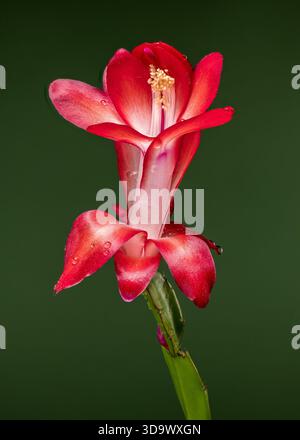 Un beau gros plan vertical d'une fleur de cactus de Noël en fleurs, montrant de riches pétales rouges, un tube blanc brillant et des étamines, sur un fond vert lisse et profond Banque D'Images