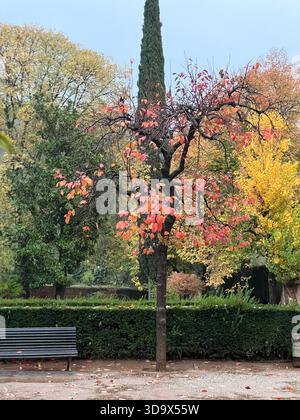 Scène d'automne paisible dans les jardins de l'Alhambra, Grenade, avec un arbre ornemental unique, des feuilles d'automne vibrantes et un paysage de jardin islamique. Banque D'Images