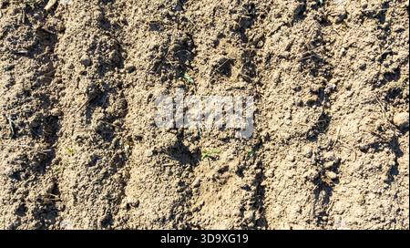 Machines agricoles chenilles sur un champ, sol dans un champ avec chenilles provenant de la récolte du navet. Gros plan d'un champ fermier. Banque D'Images