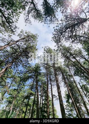 Vue vers le haut des cimes des arbres dans le ciel lumineux ; grands arbres ; perspective grenouille Banque D'Images