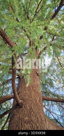 Grand vieux cèdre avec un tronc massif photographié d'en bas près du château d'Udine, en Italie Banque D'Images