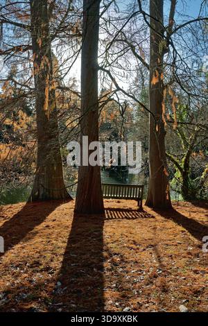 Arbres colorés de la fin de l'automne dans les jardins botaniques royaux de Kew Greater London England UK Banque D'Images