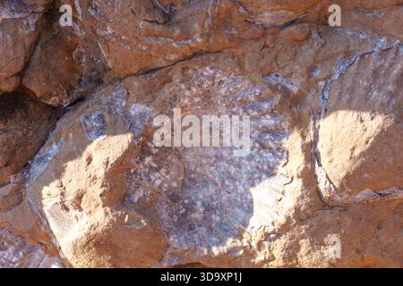 Formation minérale cristalline ou fossile complexe en forme d'éventail profondément enchâssée dans le grès brun rougeâtre altéré, illuminée par la lumière chaude du soleil Re Banque D'Images