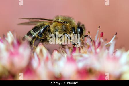 Détail de l'abeille ou de l'abeille dans le latin Apis mellifera, abeille européenne ou occidentale assise sur la fleur Banque D'Images