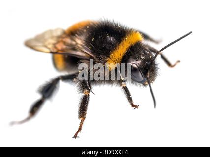 Bourdon Bombus terrestris, le bourdon à queue chamois ou grand bourdon de terre, isolé sur fond blanc Banque D'Images