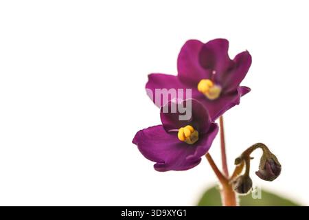 Deux fleurs violettes avec des centres jaunes. Les fleurs sont sur un fond blanc. Les fleurs sont petites et délicates Banque D'Images
