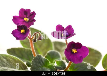 Un bouquet de fleurs violettes avec des centres jaunes. Les fleurs sont dans un pot et sont sur un fond blanc Banque D'Images