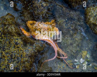 Orange poulpe ou Octopus vulgaris dans l'eau entre les rochers a montré ses ventouses sur le dessous des bras. Banque D'Images