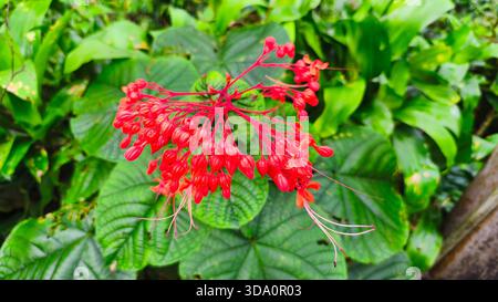 gros plan de fleurs de pagode rouge ou clerodendrum splendens avec un fond flou Banque D'Images