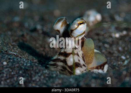 Une pieuvre imitée, Thaumoctopus mimicus, descend de son terrier sur une pente de sable noir, détroit de Lembeh, Sulawesi Nord, Indonésie, océan Pacifique Banque D'Images
