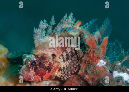 Poisson-lion à nageoires courtes, Dendrochirus brachypterus, essayant de se camoufler dans une éponge, détroit de Lembeh, Sulawesi Nord, Indonésie, Océan Pacifique Banque D'Images
