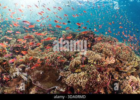Anthias et autres petits poissons tropicaux se nourrissant de plancton sur un récif corallien sain, Batu Bolong, Parc National de Komodo, Indonésie, Océan Pacifique Banque D'Images