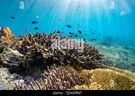Tête de corail ramifiée dans les eaux peu profondes avec de petits poissons tropicaux et des rayons du soleil coulant, parc national de Komodo, Indonésie, océan Pacifique Banque D'Images