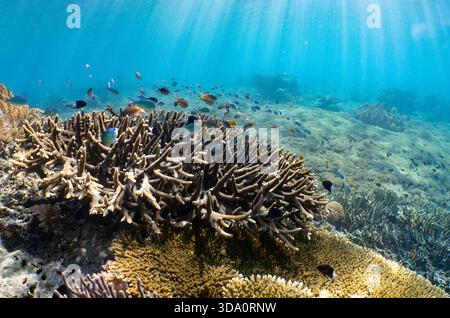Tête de corail ramifiée dans les eaux peu profondes avec de petits poissons tropicaux et des rayons du soleil coulant, parc national de Komodo, Indonésie, océan Pacifique Banque D'Images