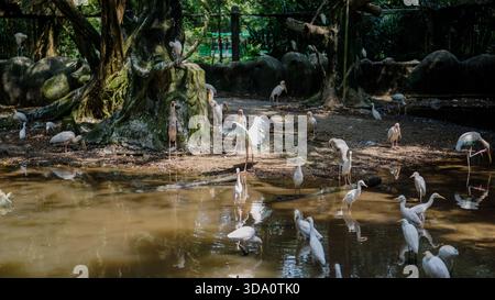 TAIPING, MALAISIE – 26 FÉVRIER 2019 : un grand troupeau de cigognes blanches et d’aigrettes pataugent dans un étang boueux dans un environnement boisé luxuriant. Banque D'Images