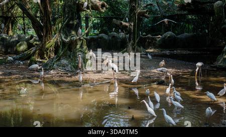 TAIPING, MALAISIE – 26 FÉVRIER 2019 : un grand troupeau de cigognes blanches et d’aigrettes pataugent dans un étang boueux dans un environnement boisé luxuriant. Banque D'Images