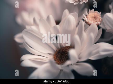Gros plan d'un bouquet de belles fleurs avec une faible profondeur de champ. imitation de vieux films Banque D'Images