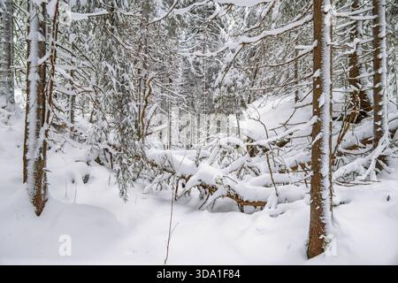 Arbre tombé dans un ravin enneigé dans une vieille forêt de croissance Banque D'Images