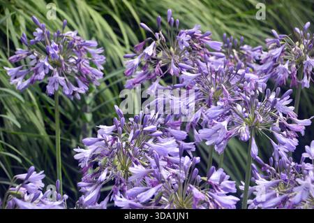 Lilas/Mauve Dwarf Agapanthus « Silver Moon » (Lily africaine) exposé dans The Borders au RHS Garden Harlow Carr, Harrogate, Yorkshire, Angleterre, Royaume-Uni. Banque D'Images