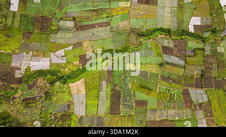Terrain agricole avec champs verdoyants semés en campagne. Kayu Aro, Indonésie. Banque D'Images