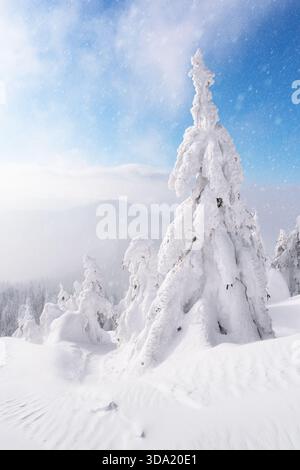 Grands arbres d'hiver couverts de neige sous ciel dégagé. Paysage de montagne enneigé avec une nature gelée immaculée Banque D'Images